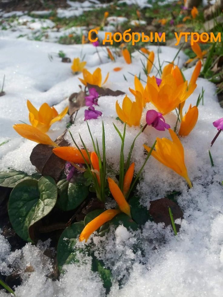 С добрым утром