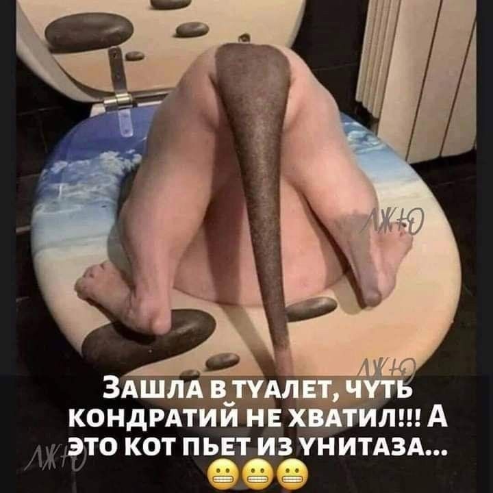Зашла в туалет, чуть кондратий не хватило!!! А это кот пьёт из унитаза...