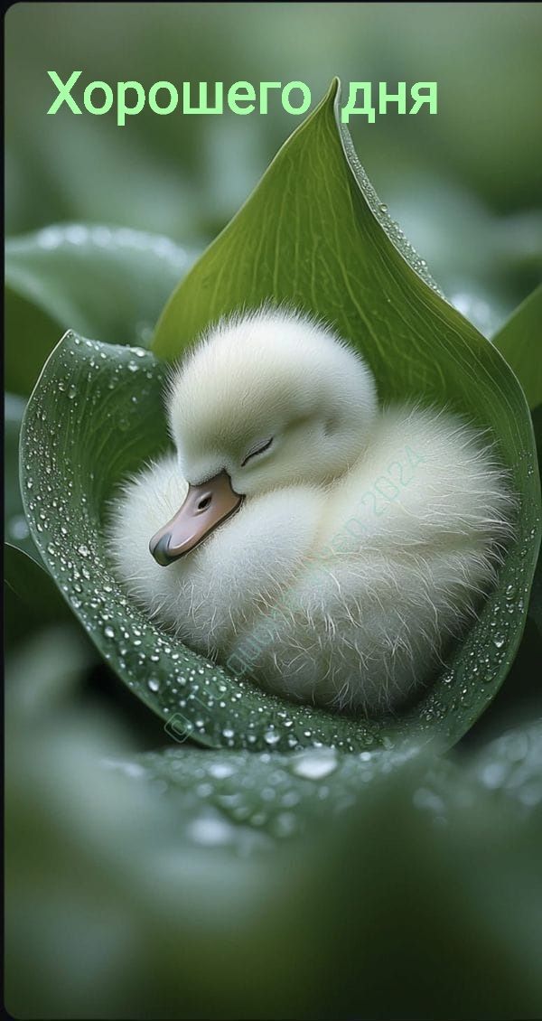 Хорошего дня