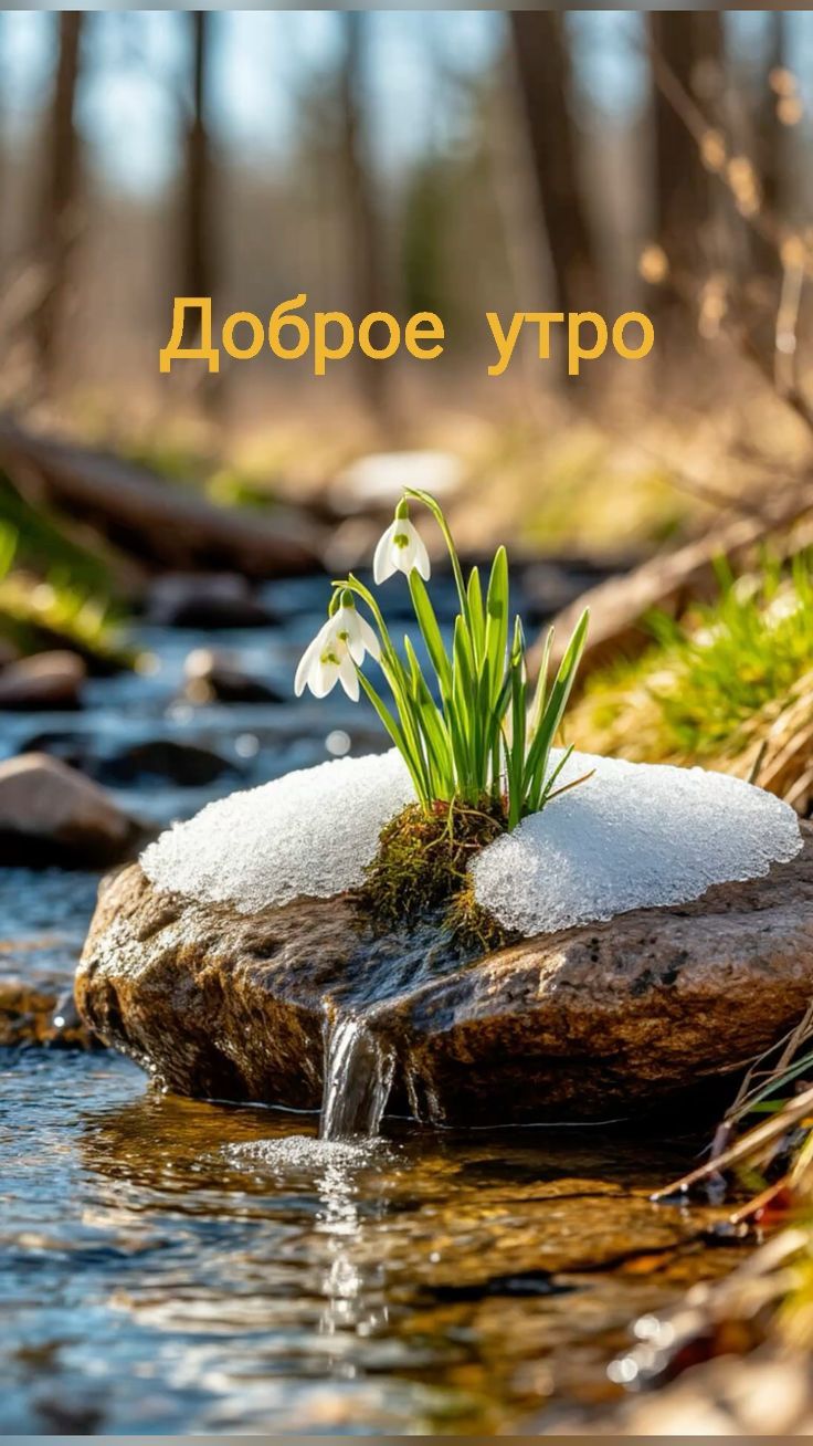 Доброе утро