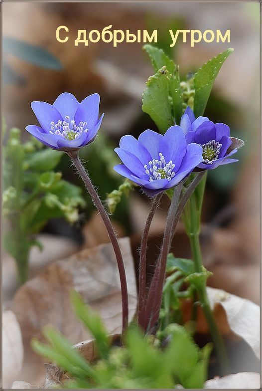 С добрым утром