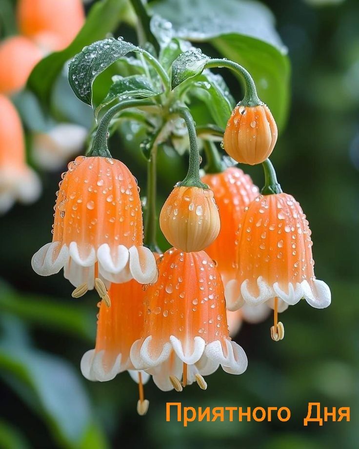 Приятного Дня