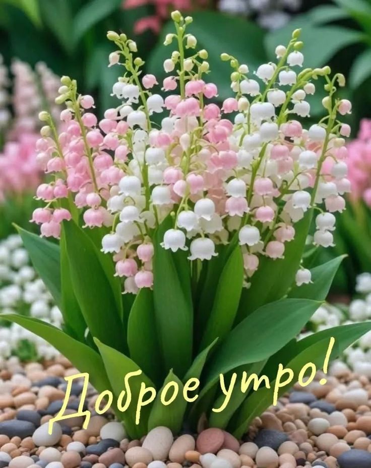 Доброе утро!