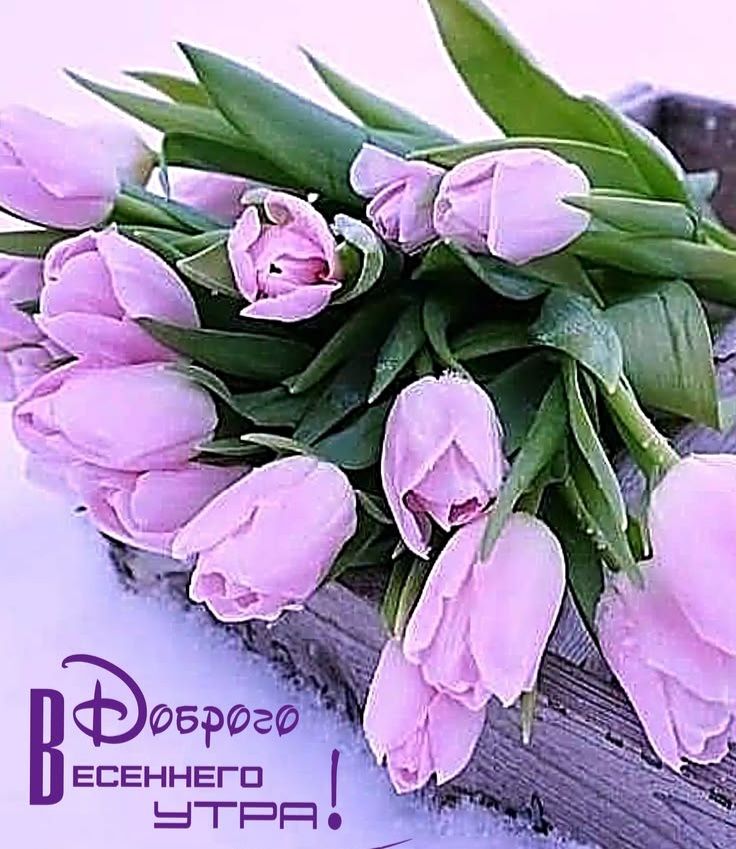 Доброго ВЕСЕННЕГО УТРА!