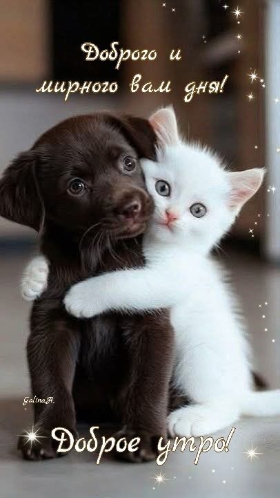 Доброго и мирного вам дня! Доброе утро!