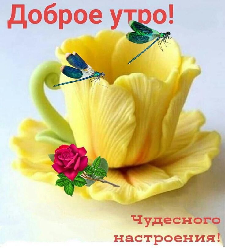 Доброе утро! Чудесного настроения!