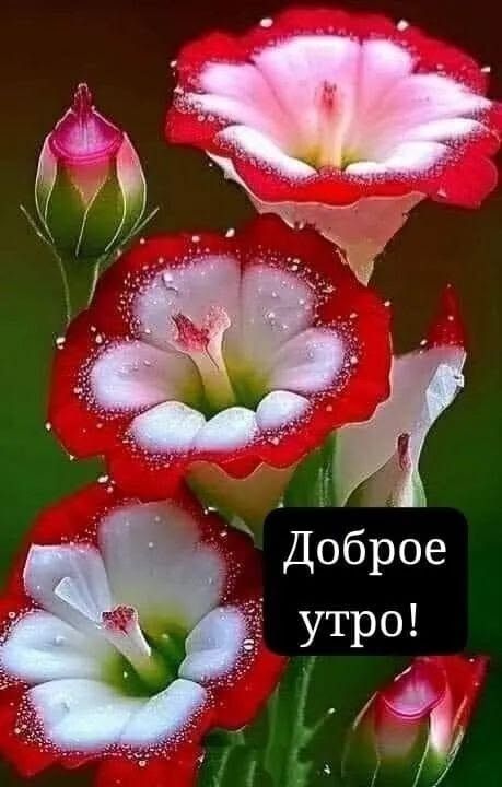 Доброе утро!