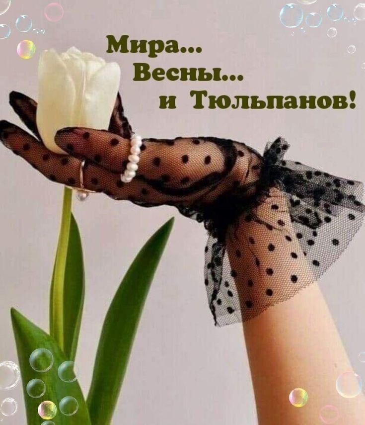 Мира... Весны... и Тюльпанов!
