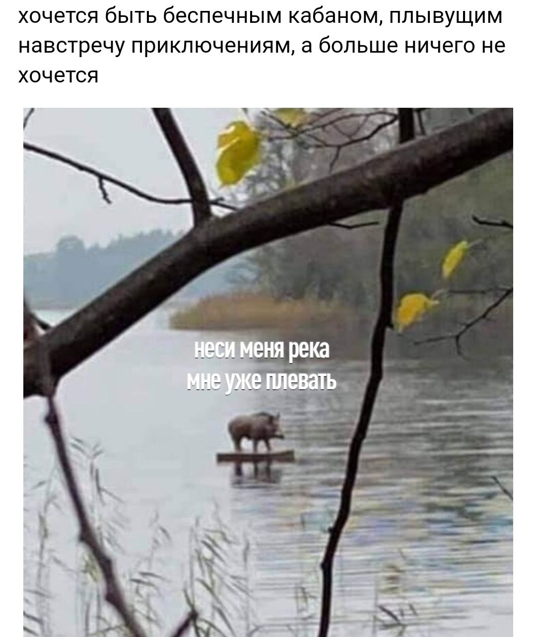 хочется быть беспечным кабаном плывущим навстречу приключениям а больше ничего не хочется