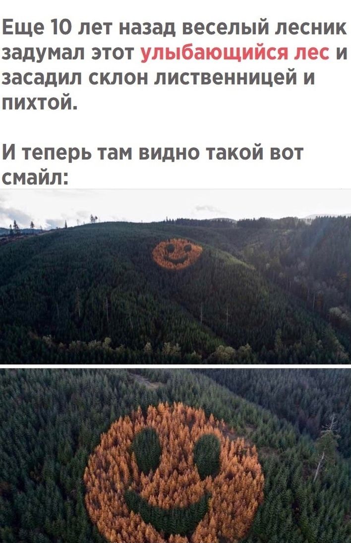 Еще 10 лет назад веселый лесник задумал этот улыбающийся лес и засадил склон лиственницей и пихтой И теперь там видно такой вот смайл