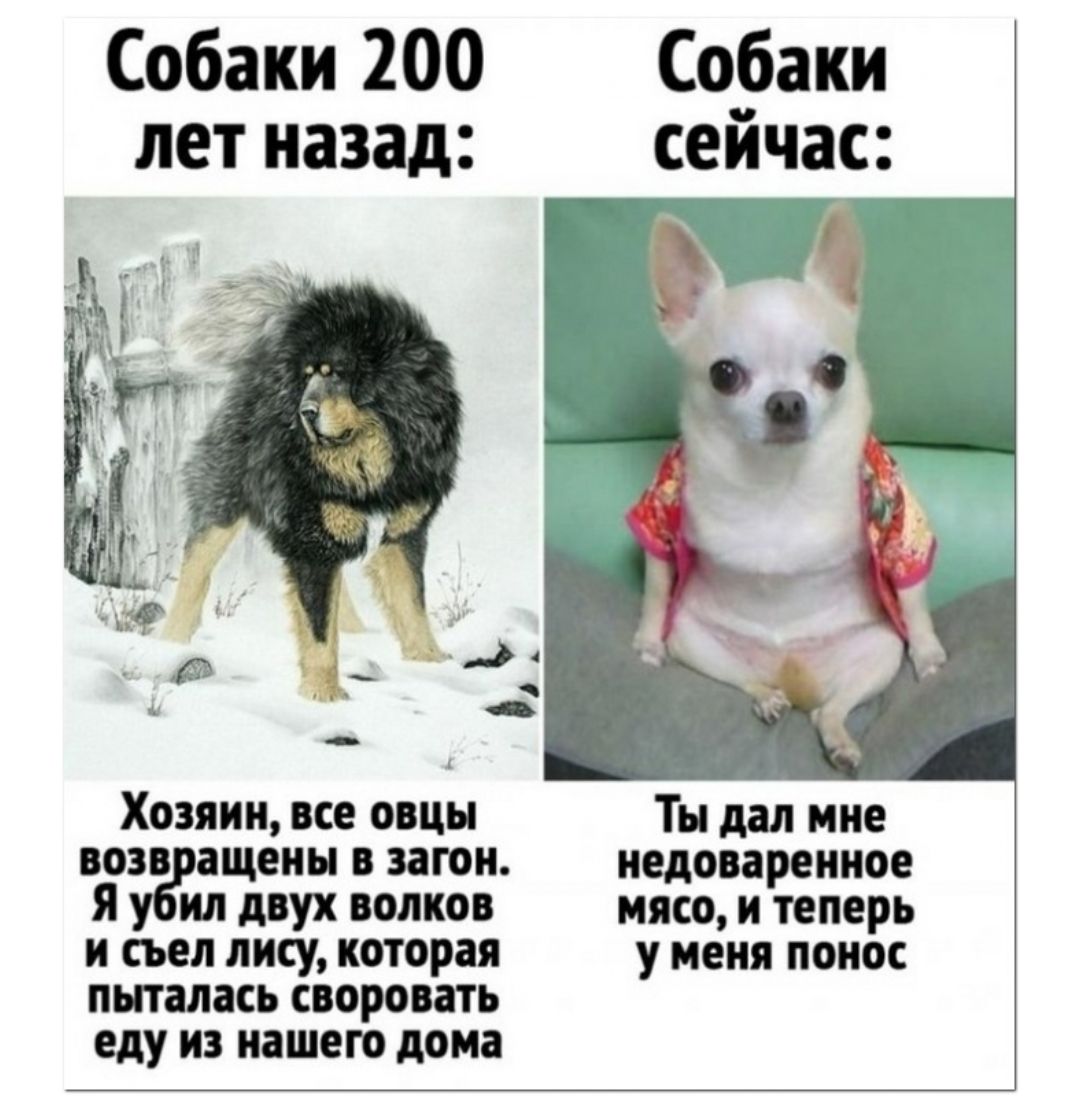 Собаки 200 Собаки лет назад сейчас ХОЗЯИН все овцы ТН дал МНЕ возв ащеиы в загон недоваренное Я ил двух волков мясо и теперь и съел лису которая у меня понос пыталась своровать еду ИЗ нашею дома