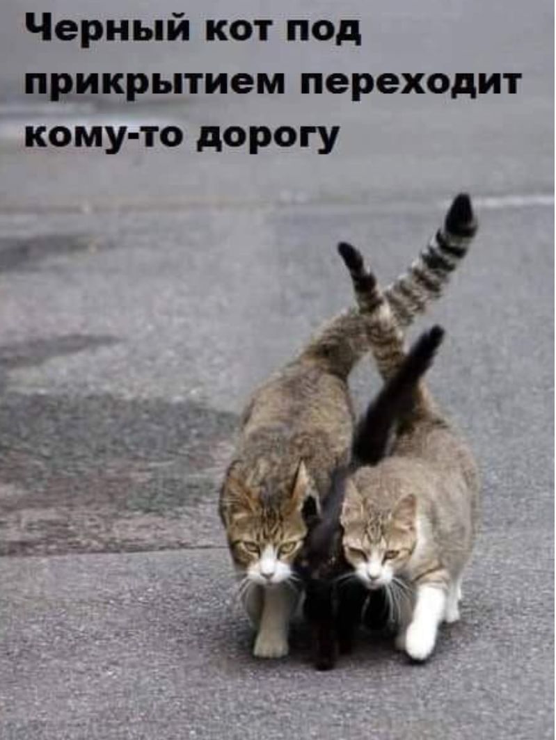 Черный кот под прикрытием переходит кому то дорогу