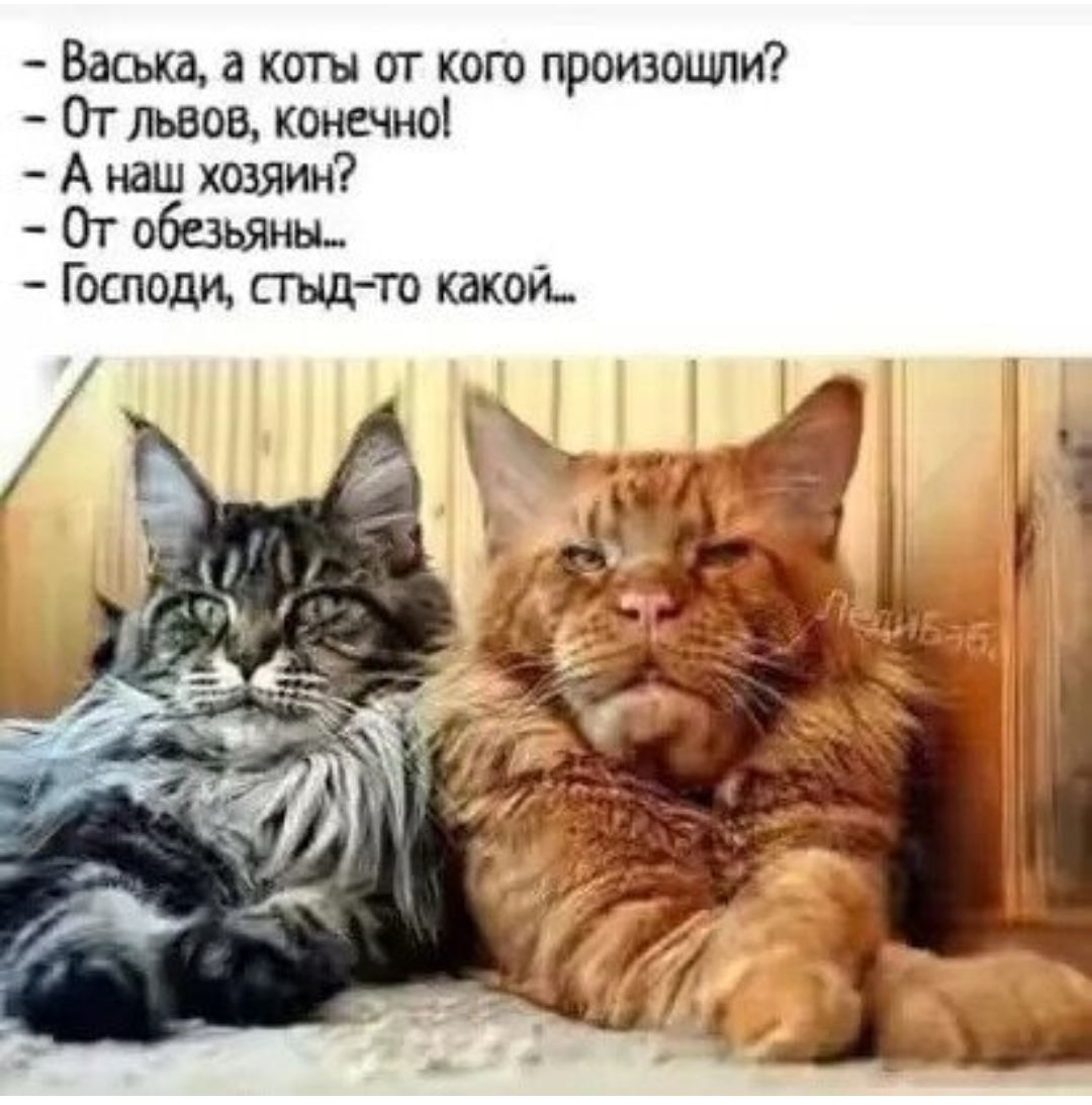 Васька а коты от кого произошли От львов конечно А наш хозяин От обезьяны Господи стыдто какой