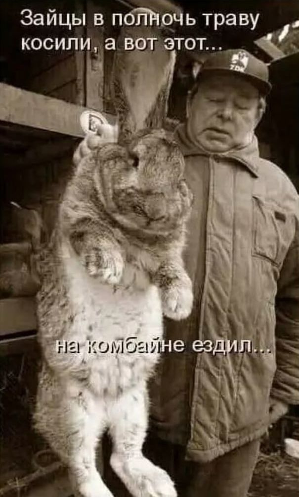 Зайцы в поННоЧь траву _ косилиыа БЁТ этот ёк