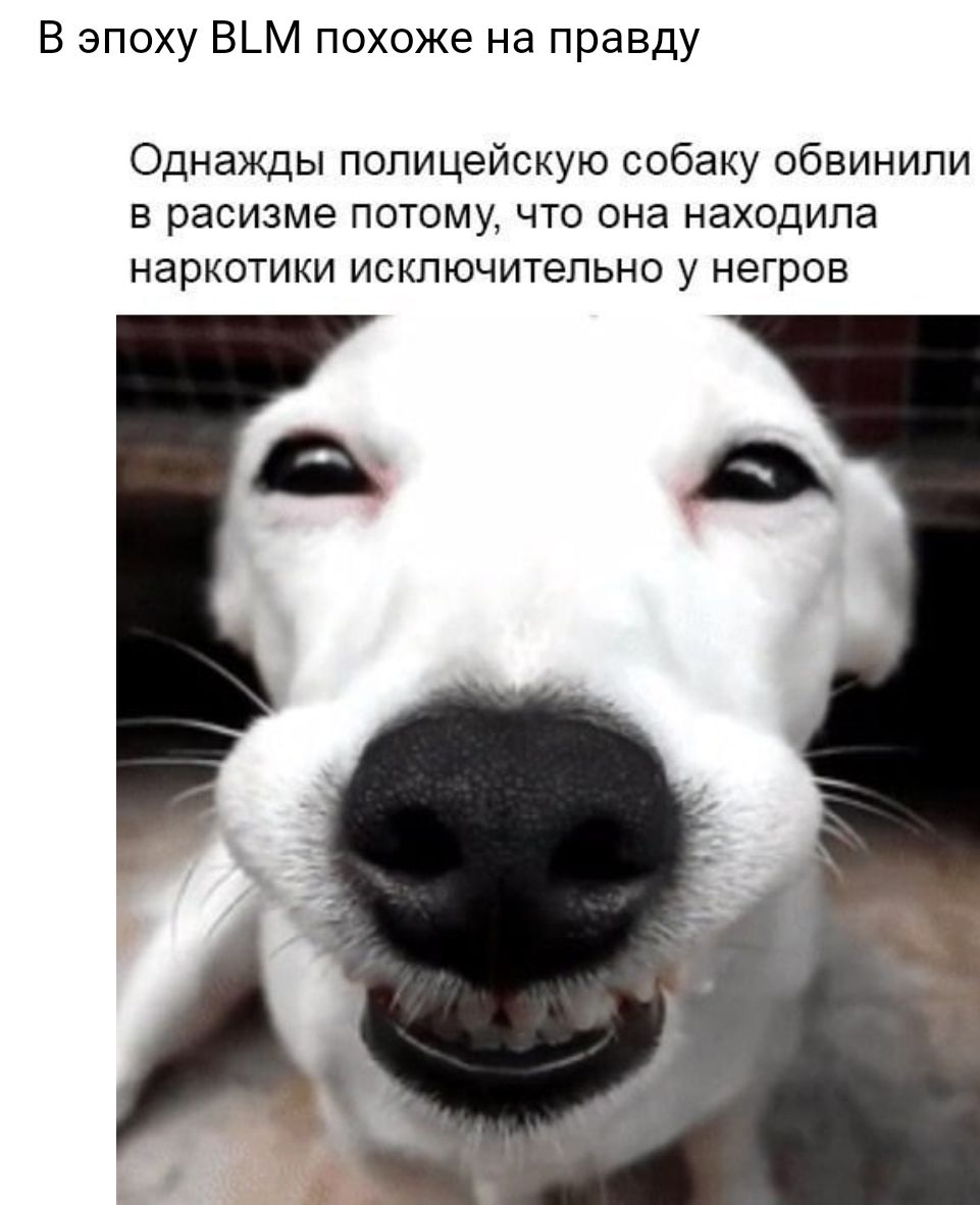 Собака улыбака страшная