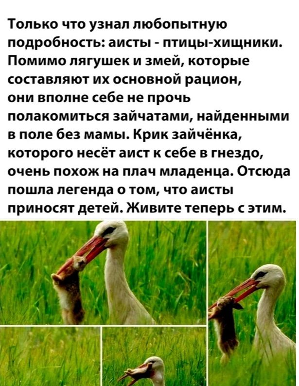 Только что узнал любопытную подробность аисты птицы хищники Помимо лягушек и змей которые составляют их основной рацион они вполне себе не прочь полакомиться зайчатами найденными в поле без мамы Крик зайчёнка которого несёт аист к себе в гнездо очень похож на плач младенца Отсюда пошла легенда о том что аисты ПРИНОСЯТ детей живите теперь С ЭТИМ