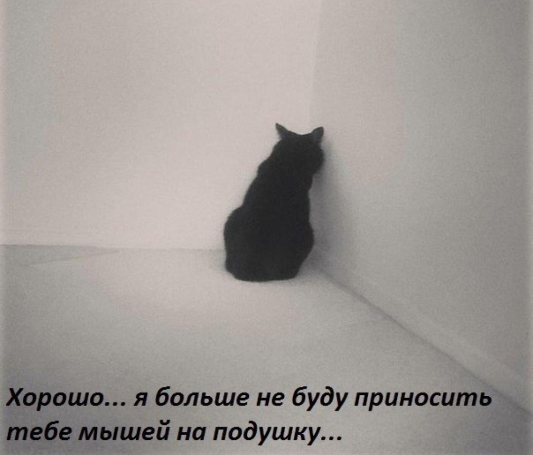 Хорошо я больше не буду приносить тебе мышей на подушку а