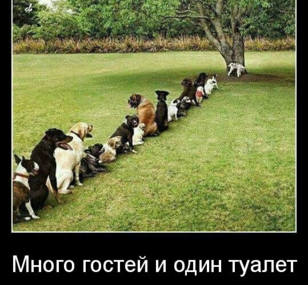 МНОГО ГОСТЕЙ И ОДИН ТУЭЛЭТ