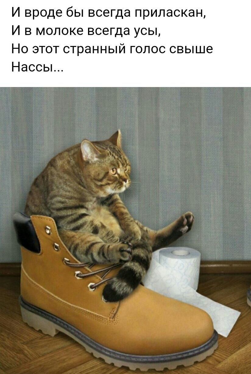 И вроде бы всегда приласкан И в молоке всегда усы Но этот странный голос свыше Нассы 01