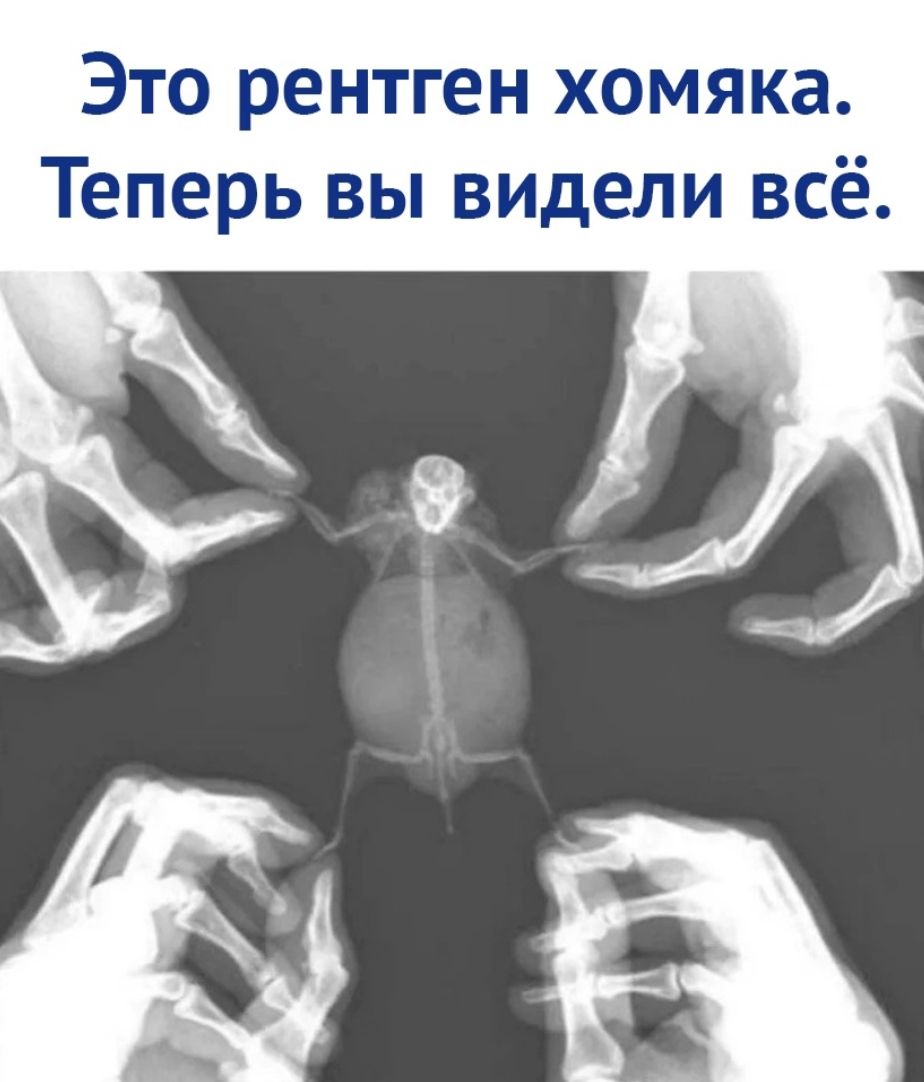 Это рентген хомяка Теперь вы видели всё