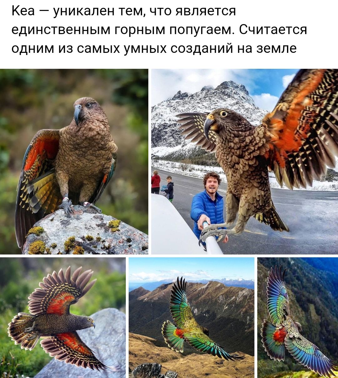 Кеа _ уникален тем ЧТО ЯВЛЯЕТСЯ единственным ГОРНЫМ попугаем Считается ОДНИМ из самых УМНЫХ созданий на земле