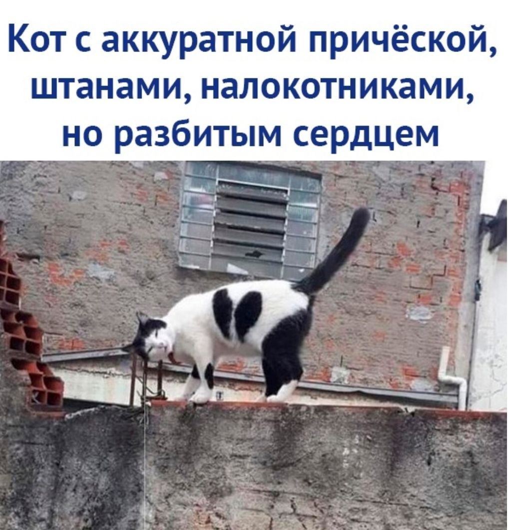 Кот с аккуратной причёской штанами налокотниками но разбитым сердцем