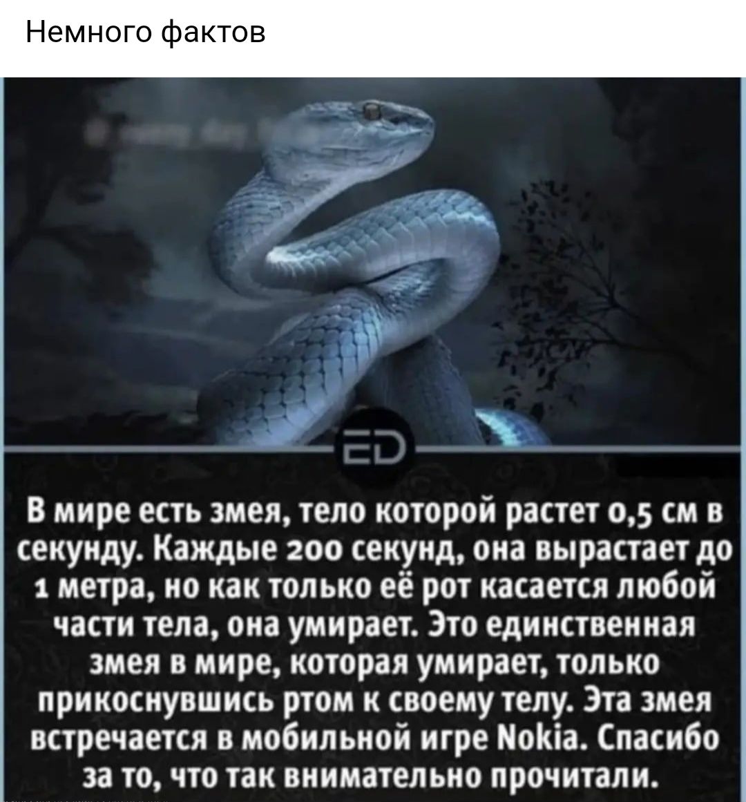 Немного фактов В мире есть змея тело которой растет 05 см в секунду Каждые зоо секунд она вырастает до 1 метра но как только её рот касается любой части тела она умирает Это единственная змея в мире которая умирает только прикоснувшись ртом к своему телу Эта змея встречается в мобильной игре МоКіа Спасибо за то что так внимательно прочитали