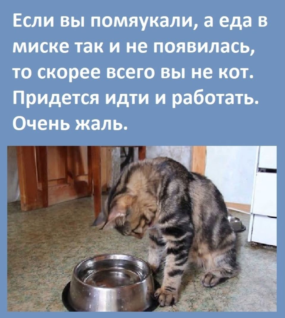 Если вы помяукали а еда в миске так и не появилась то скорее всего вы не кот Придется идти и работать Очень жаль