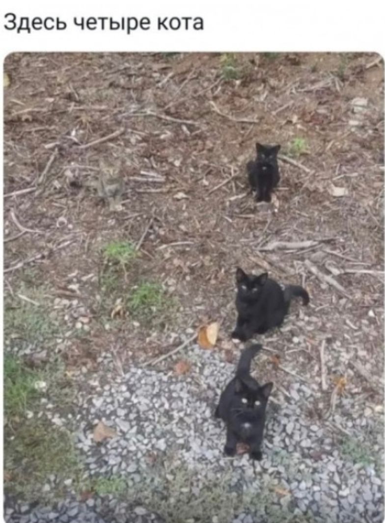 здесь четыре кота