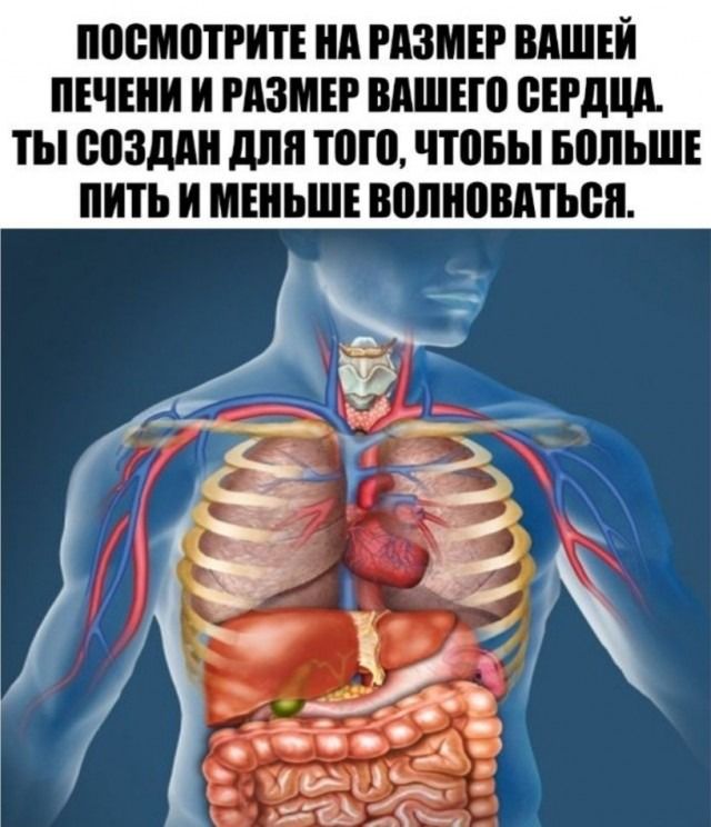 ППВМШРИТЕ А РАЗМЕР ВАШЕЙ ПЕЧЕНИ И РАЗМЕР ВАШЕ СЕРДЦА ТЫ созддн дпп ТПП ЧШБЫ БВЛЪШЕ И И МЕНЬШЕ ВППЮВАТЬВП