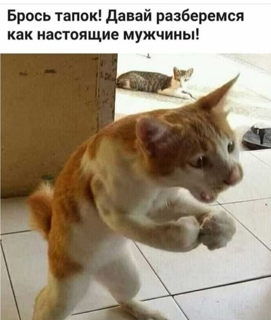 Брось тапок давай разберемся как настоящие мужчины