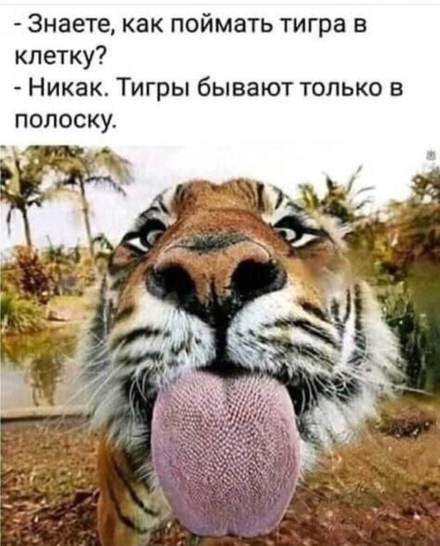 Знаете как поймать тигра в клетку Никак Тигры бывают только в полоску