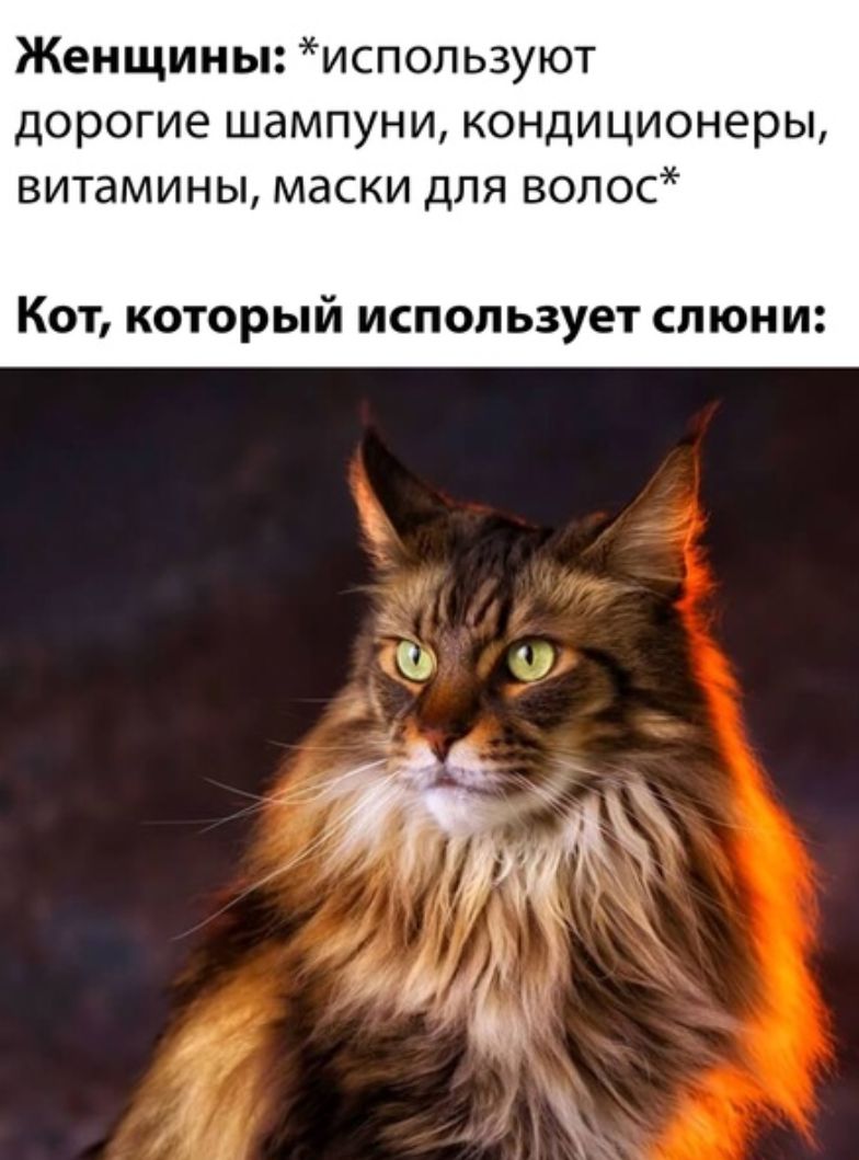 Женщины используют дорогие шампуни кондиционеры ВИТаМИНЫ маски ДЛЯ ВОЛОС Кот который использует слюни