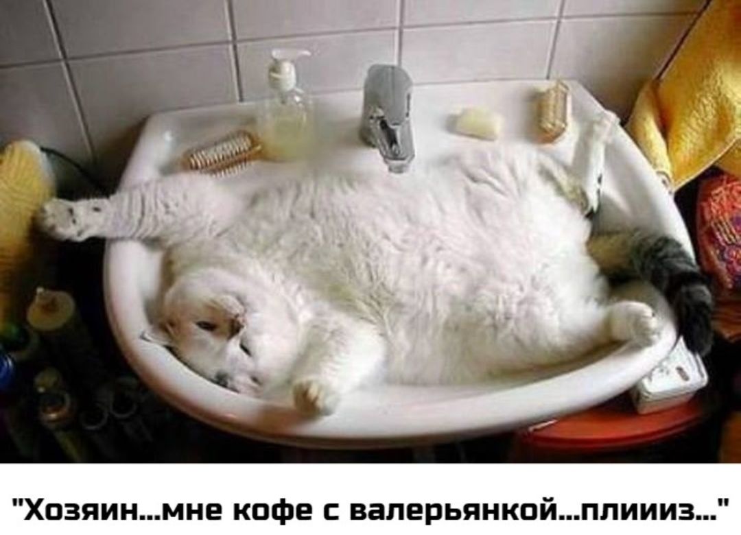 Толстый кот в раковине