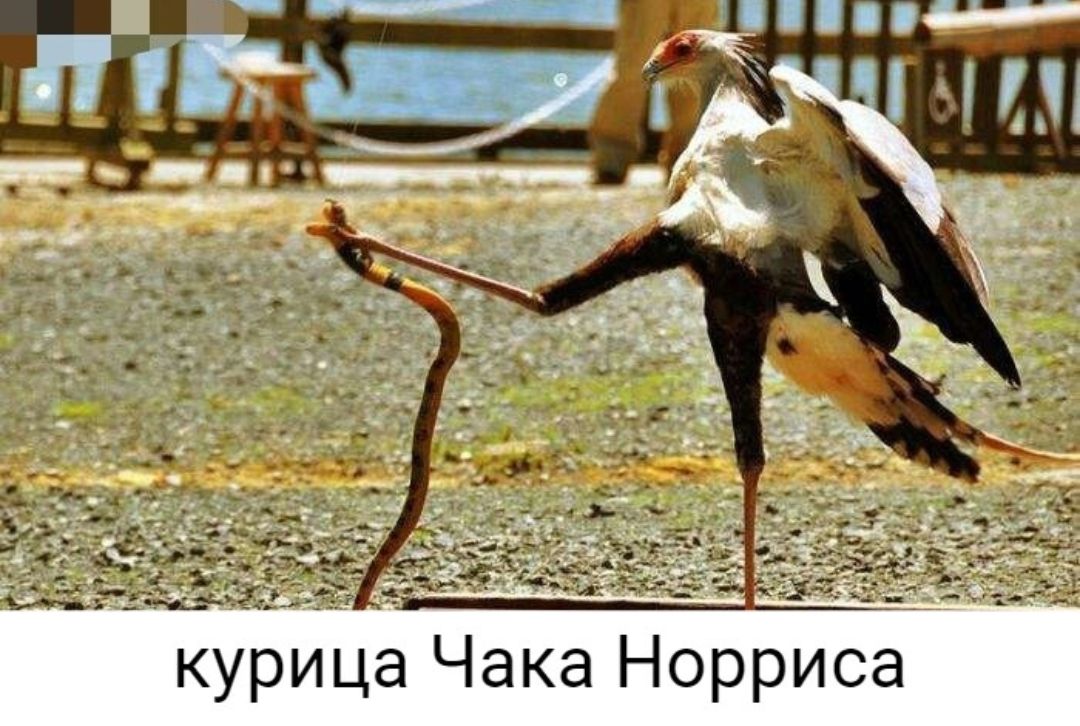 курица Чака Норриса