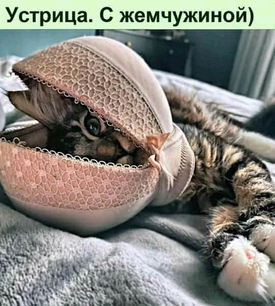 Устрица С жемчужиной