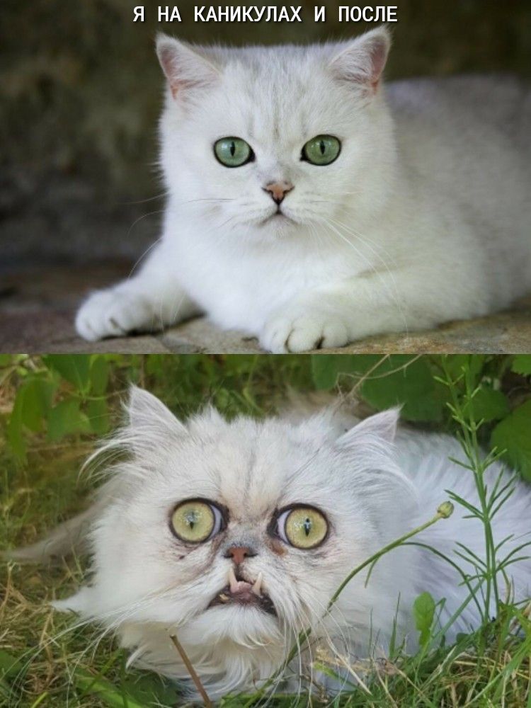Я НА КАНИКУЛАХ И ПОСЛЕ