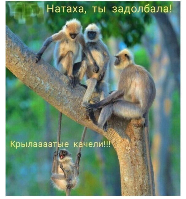 _ Натаха ты задолбапа