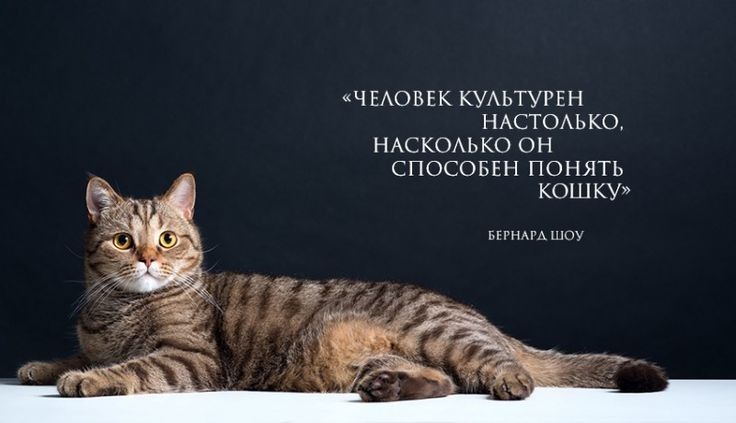ЧЕАОВЕК КУАЬТУРЕН НАСТОАЬКО НАСКОАЬКО ОН СПОСОБЕН ПОНЯТЬ КОШКУ БПНМАШОУ