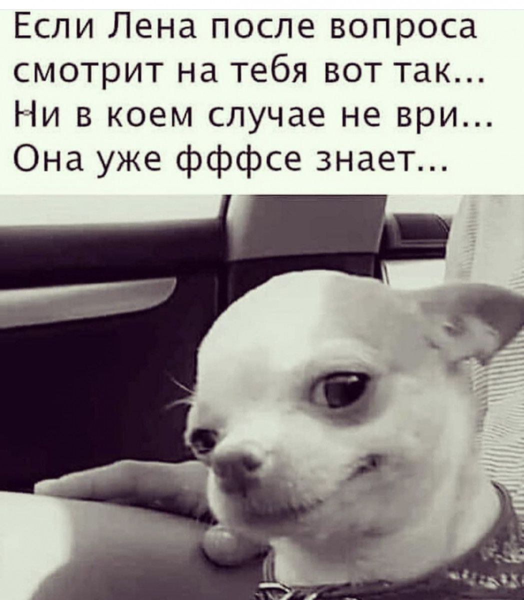 Если Лена после вопроса смотрит на тебя вот так Ни в коем случае не ври Она уже фффсе знает