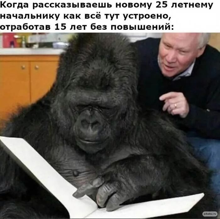 Когда рассказываешь новому 25 летнему начальнику как всё тут устроено тработав 15 лет Без повышений