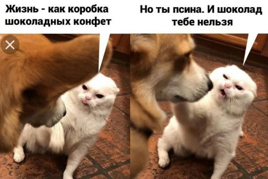 Жизнь как коробка Но ты псина И шоколад шоколадных конфет тебе нельзя