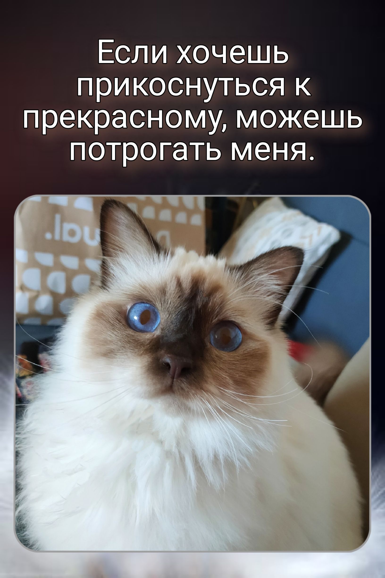 Если хочешь прикоснуться к прекрасному можешь потрогать меня