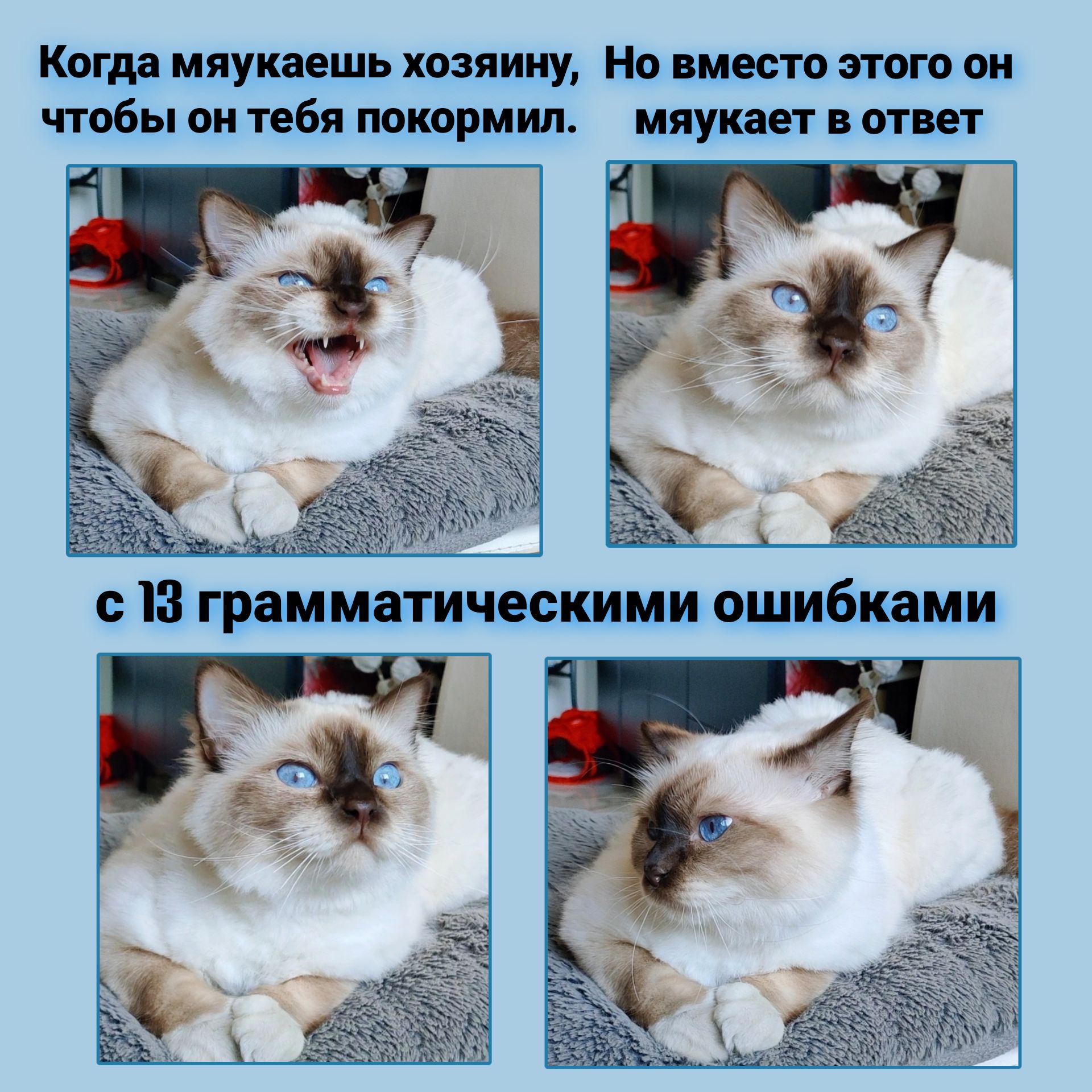 Когда мяукаешь хозяину Но вмосто этого он чтобы он тебя покормил мяумчает в ответ РВ Раша