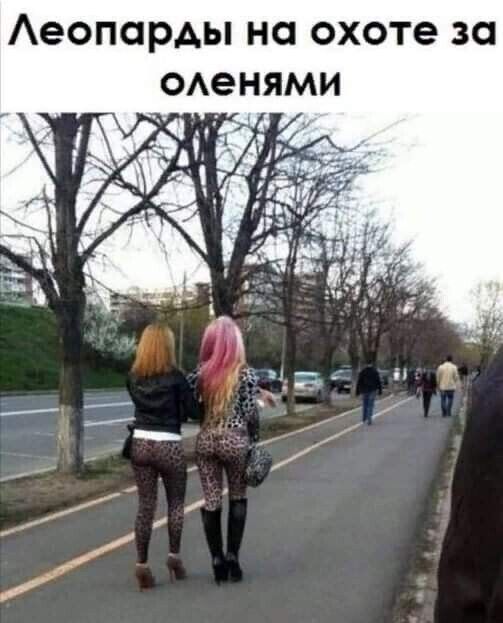 Аеопарды на охоте ЗО ОАеНЯМИ