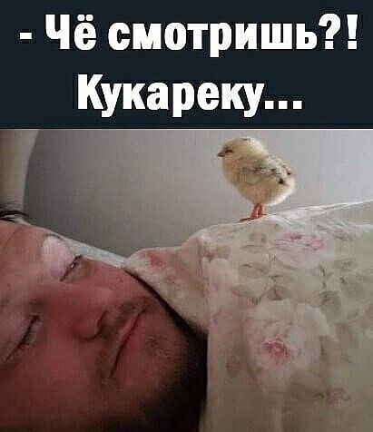 Чё смотришь Кукареку _ _ х