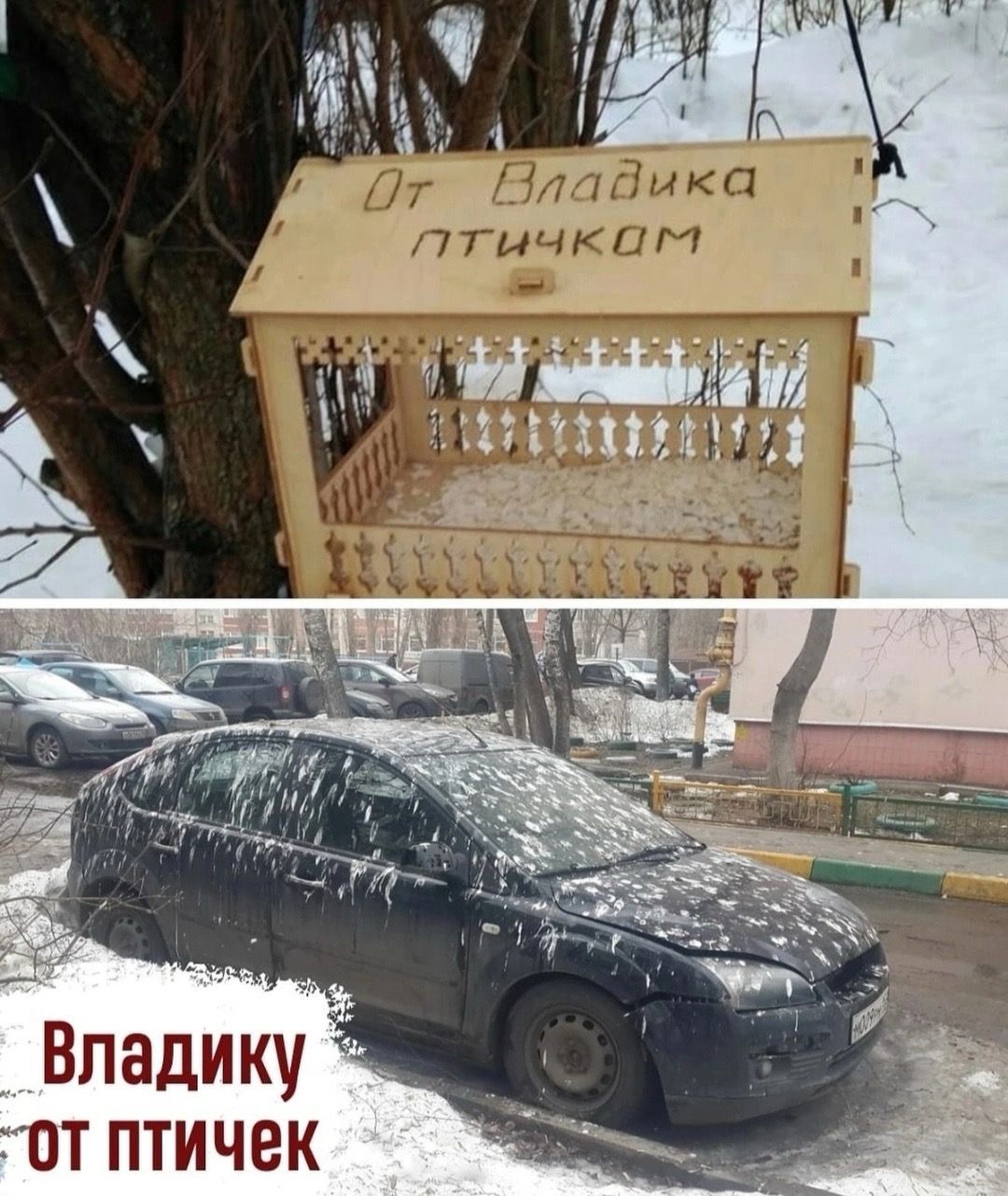 у Владику от птичек