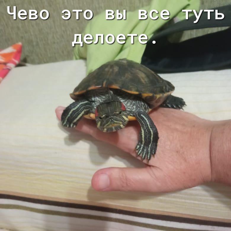 п мы Г