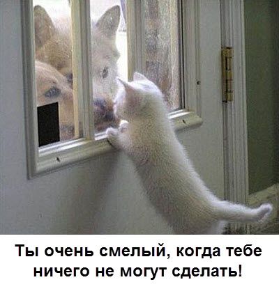 Ты очень смелый когда тебе ничего не могут сделать