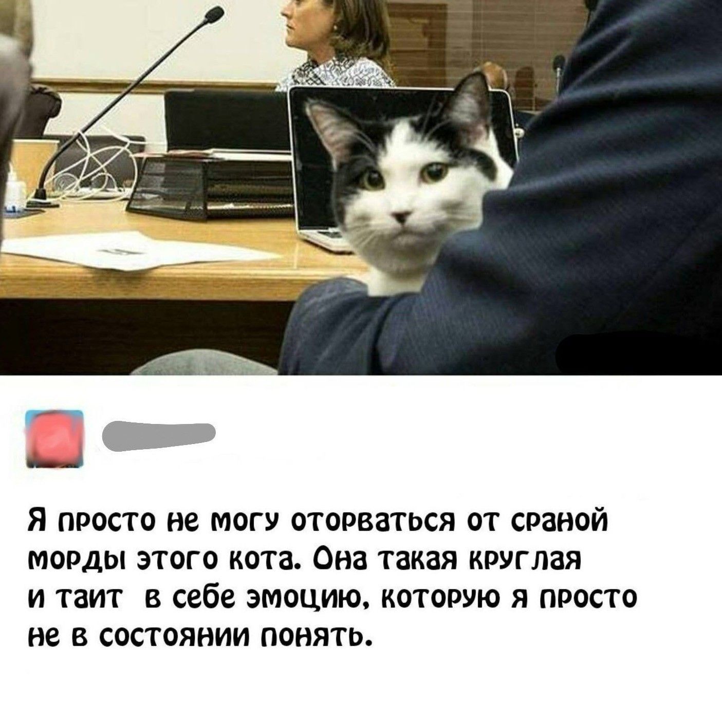 Я ПРОСТО НС МОГУ ОТОРВЗТЬСЯ ОТ СРЗНОЙ МОРДЫ ЭТОГО кота она такая КРУГЛЗЯ И ТЗИТ В себе ЭМОЦИЮ КОТОРУЮ Я ПРОСТО НЗ В СОСТОЯНИИ ПОНЯТЬ